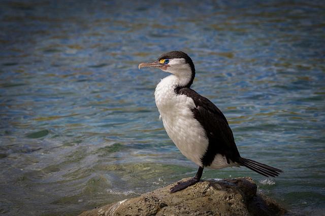 085 Kaikoura, Bonte Aalscholver.jpg